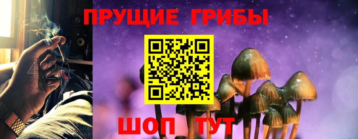 Галлюциногенные грибы Psilocybine cubensis Камень-на-Оби